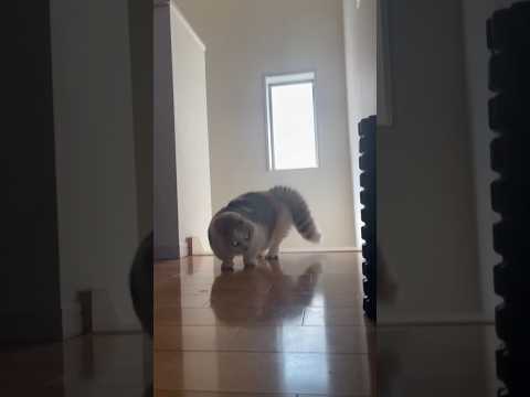 突如何者かに憑依されたマンチカンが怖すぎる マンチカン マンチカン短足 やんのかステップ 猫ミーム サムネイル