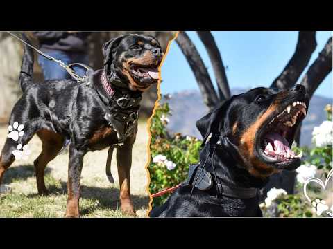 Is a Rottweiler Capable of Being a Great First Dog サムネイル