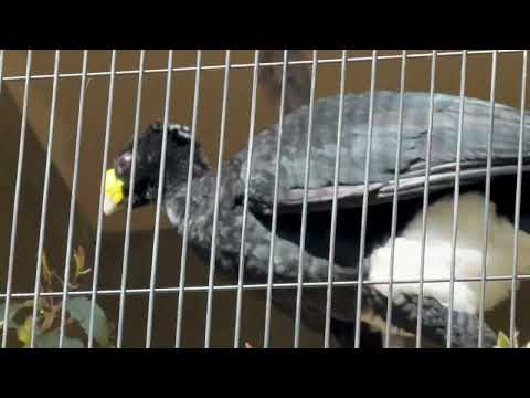 クチバシに黄色いコブがあるのがオスの特徴だそうです☺️ オオホウカンチョウ　東山動植物園にて　2026年3月14日