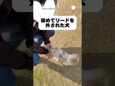 初めてリードを外された結果…  犬　いぬ　ドッグラン　面白い　ポメマル サムネイル