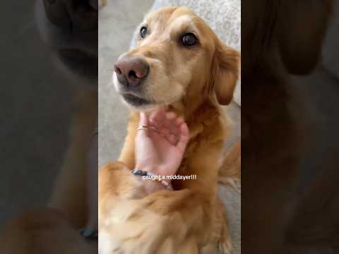 Come to my golden retriever 2026blonde goldenretreiver dogb… サムネイル