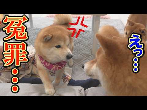 【神回】弟に殴られたのに兄が殴ったと勘違いした妹柴犬・・・思わず笑ってしまいます