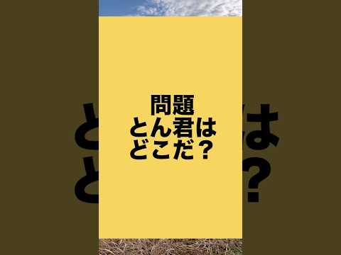 柴犬とん君を探してね！結構ムズイでしょ？　柴犬　柴犬とん サムネイル