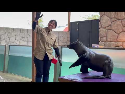 明日から本格始動するZOO STUDY！(ズースタディ)の公開練習(12時〜)を見て来ました〜！　那須どうぶつ王国にて… サムネイル