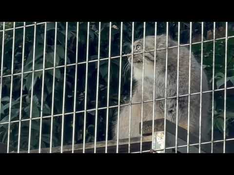 エルくん 父でもかわいい😍　マヌルネコ　東山動植物園にて　2025年12月12日 サムネイル
