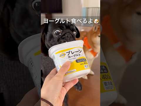 豪快なパグとお上品な柴犬🐶 柴犬 パグ shibainu pug foodfight hungry 食いしん坊 dog… サムネイル