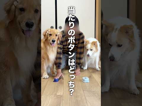 理解力が凄い犬...!!【ゴールデンレトリバー・ボーダーコリー】