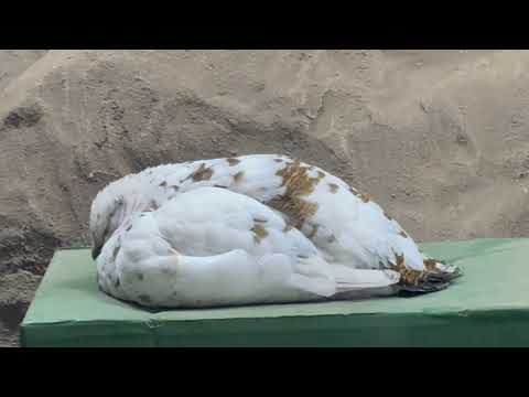 本日も無事2羽確認！　スバールバルライチョウ　那須どうぶつ王国にて　2026年2月1日