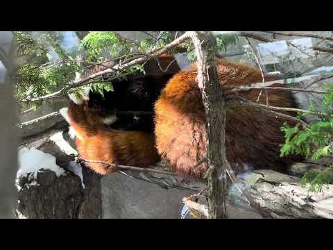 モナカちゃんと並んで寝始めたグミママ　レッサーパンダ　那須どうぶつ王国にて　2026年1月12日 サムネイル