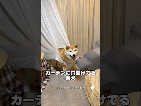 カーテンに穴開けて顔出してる柴犬😂　　　　　　柴犬　犬　面白い犬 犬の社会化 柴犬のいる暮らし サムネイル
