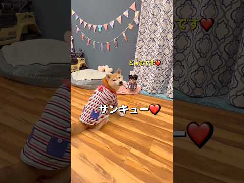 ポンさんご機嫌🐶🎵 柴犬 チワワ shorts サムネイル