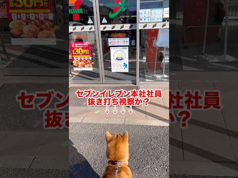 本社社員の抜き打ちチェックか！？　柴犬　柴犬とん サムネイル