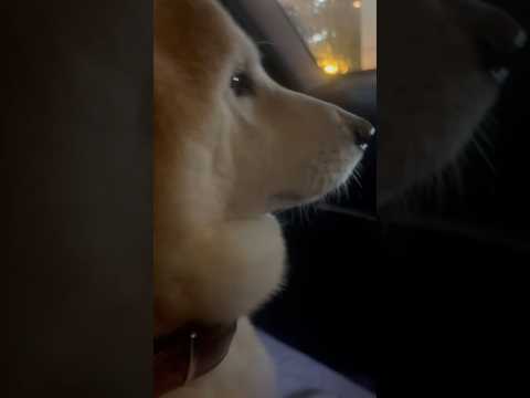 柴犬福 雨・花火・病院の後はメンヘラ姉に絡まれる災難なプリチ先輩🤣Sis and Shiba🤣#姉と柴 #shorts… サムネイル