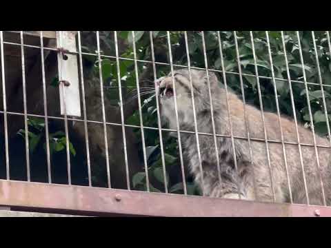 ミーニャちゃんのお部屋を二度見のエルくん(お部屋は不在😅)  マヌルネコ　東山動植物園にて　2026年3月13日 サムネイル