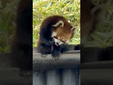 shorts お顔のマッサージを始めた円実ちゃん　レッサーパンダ　大森山動物園にて　2026年5月21日 サムネイル