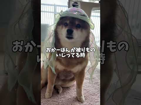 あの女危険につき・・・柴犬がえじきに・・・ サムネイル