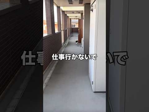 出勤前毎朝仕事行かないで、おもちゃで遊ぼうって寂しそうにしてくる ポメプー ポメラニアン プードル shorts サムネイル