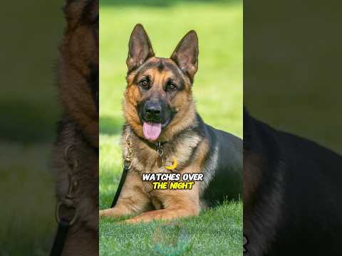 The German Shepherd Who Watches Over the Night So You Can S… サムネイル