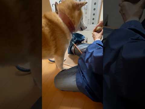 柴犬福 散歩前にお菓子をもらうマザコン柴犬🤣Shiba-Eat🤣shorts japanesedog 柴犬 shiba… サムネイル