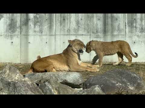 家族の風景😊　ライオン　のんほいパークにて　2026年2月13日