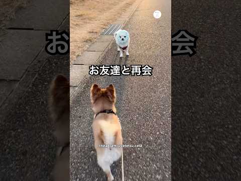 全力で走ってきたお友達まさかのターバン姿　　　犬　いぬ　かわいい犬 犬のいる暮らし チワワ サムネイル