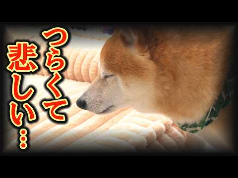 ボク嫌われてる…？弟柴犬に無視され続けた兄柴犬の目が切なすぎる・・・