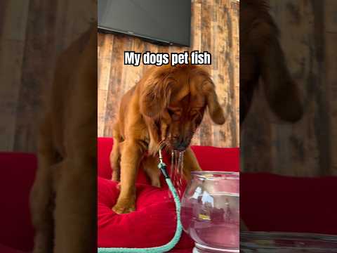 Do dogs deserve to have a pet? サムネイル