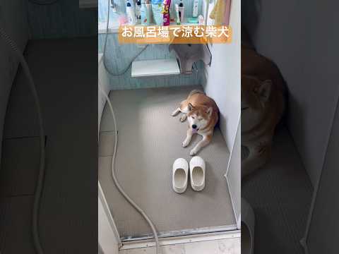 お風呂場で涼む柴犬　しばいぬ Shiba Inu in the bathroom