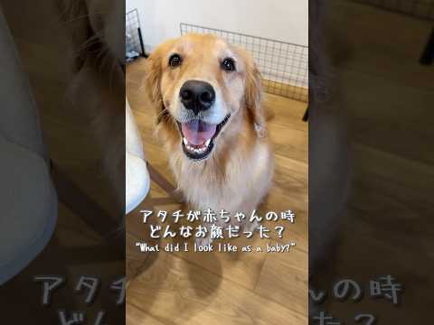 3年前、愛犬に選ばれた瞬間...いつみても涙が出てくる😢【ゴールデンレトリバー】shorts