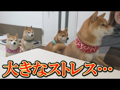 心配と不安、運動不足でたまったストレスで、朝から柴犬達の様子がおかしい・・・ サムネイル