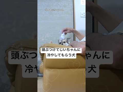 やらかした結果、即冷却される犬😂　犬　チワワ　面白い　犬のいる暮らし かわいい犬 サムネイル