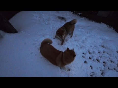 2026年1月9日(金) 雪でワチャワチャ オブ 日の出前 サムネイル