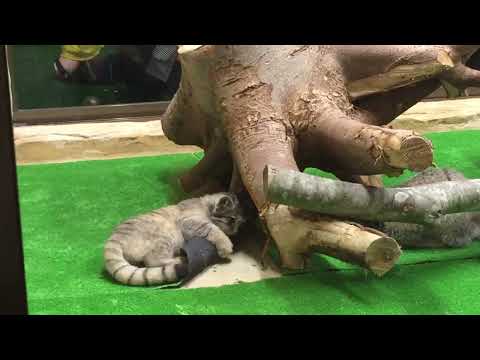 コマヌル公開   マヌルネコ  那須どうぶつ王国 7 13 サムネイル