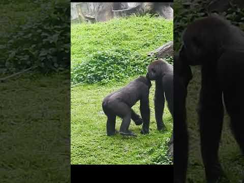 gorilla D'jeeco 27y6m old dad & son Ringo 4y11m old. aunt T… サムネイル