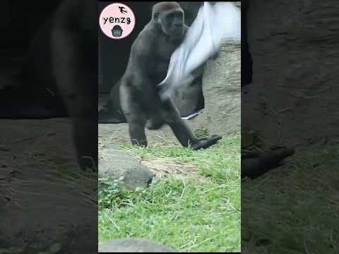 Jabali welcome his cute brother 😆 gorilla gorillatag taipei… サムネイル