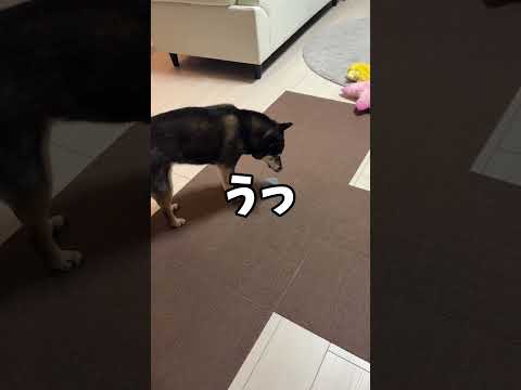 飼い主のリストバンドを盗んだ黒柴の末路？ サムネイル