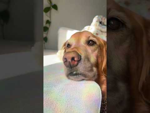 4K Transparent Try-On Haul In this stylish 2025 lookbook we… サムネイル