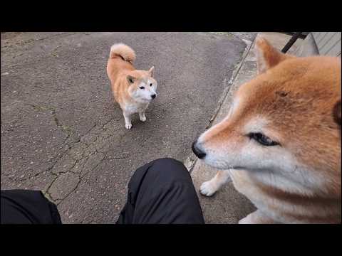 おさんぽ後のマッサージを忘れているとなにか忘れちゃあいませんか？とゆっくりと回り込みはじめる末っ子ちゃん サムネイル