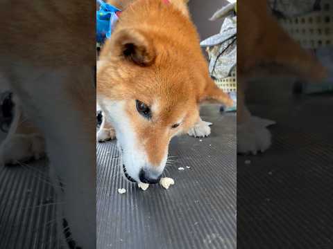 ’26.5.2 力丸の好きなもの… 柴犬 shibainu 柴犬のいる暮らし 柴犬の日常 お散歩 食べる犬 力丸 サムネイル
