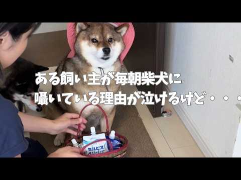 飼い主が柴犬に毎日話しかける・・・犬は歓迎だけど人によるみたい サムネイル