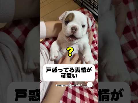 戸惑ってる子犬の反応が可愛い　子犬　犬　かわいい犬 犬のいる暮らし かわいい サムネイル