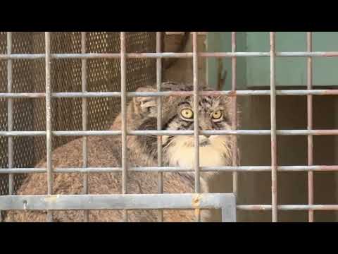 園内放送を聞くイーリスくん　マヌルネコ　王子動物園にて　2025年12月27日 サムネイル