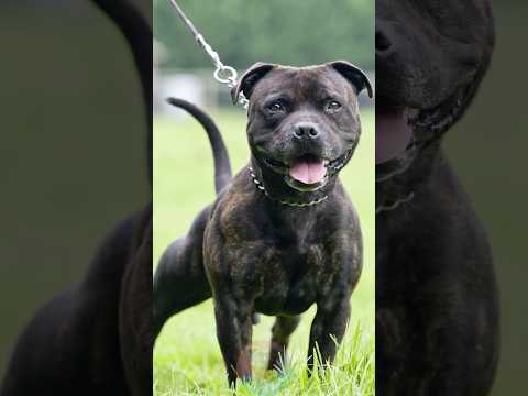 Who Is the Real Bulldog? #shorts #dog #pitbull #pets #doglo… サムネイル
