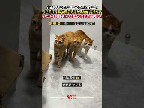 女主人晚上下班路上撿了隻狗回家 六隻原住民貓咪看見後滿臉震驚的表情亮了 萌寵 意外 有趣 可愛 搞笑 貓 狗狗 pet… サムネイル