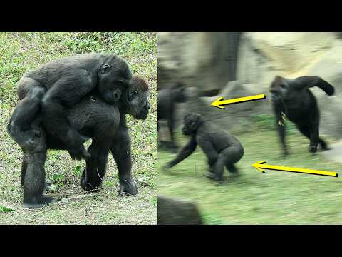 Gorilla Ringo enjoy piggyback ride, interact with Tayari,Ja… サムネイル