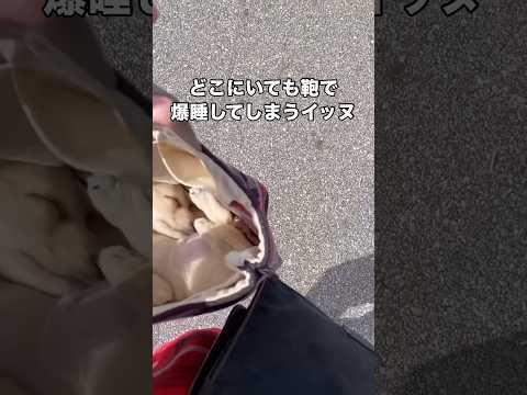 寝心地そんな良さそうじゃないけど気づいたら鞄の中でいつも寝てるカニンヘンダックス カニンヘンダックス ダックス イッヌ… サムネイル