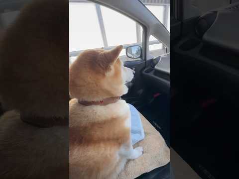 柴犬福 兄より洋楽に集中する柴犬🤣Brother and Shiba🤣shorts funny funnydog 柴犬… サムネイル