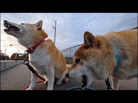 観光列車 海里をバックにおやつを頂くモモさんココさん サムネイル