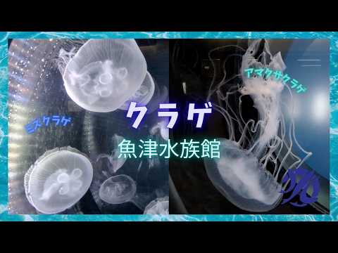 【魚津水族館】クラゲ✨ミズクラゲアカマサクラゲ