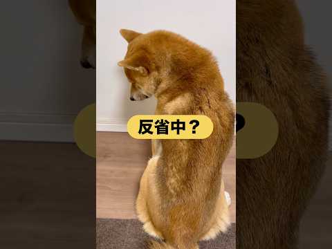 柴犬とん君、反省しとんかと思ったら、シラをきろうとしとんよ😆　#柴犬　#柴犬とん サムネイル